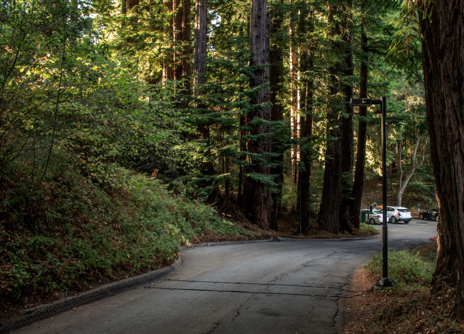 Photo of road on campus, flanked by redwood trees on either side.  